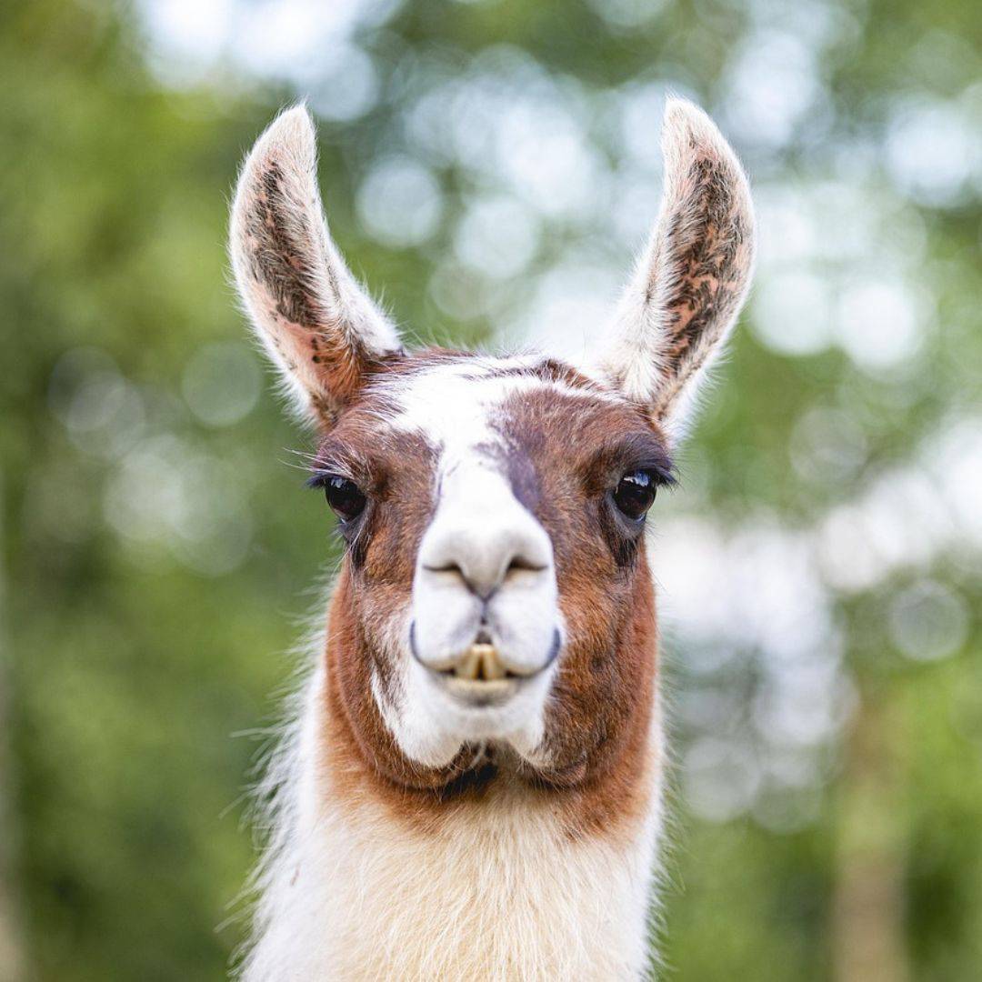 Lamas besuchen als Ausflugsziel mit der Familie.