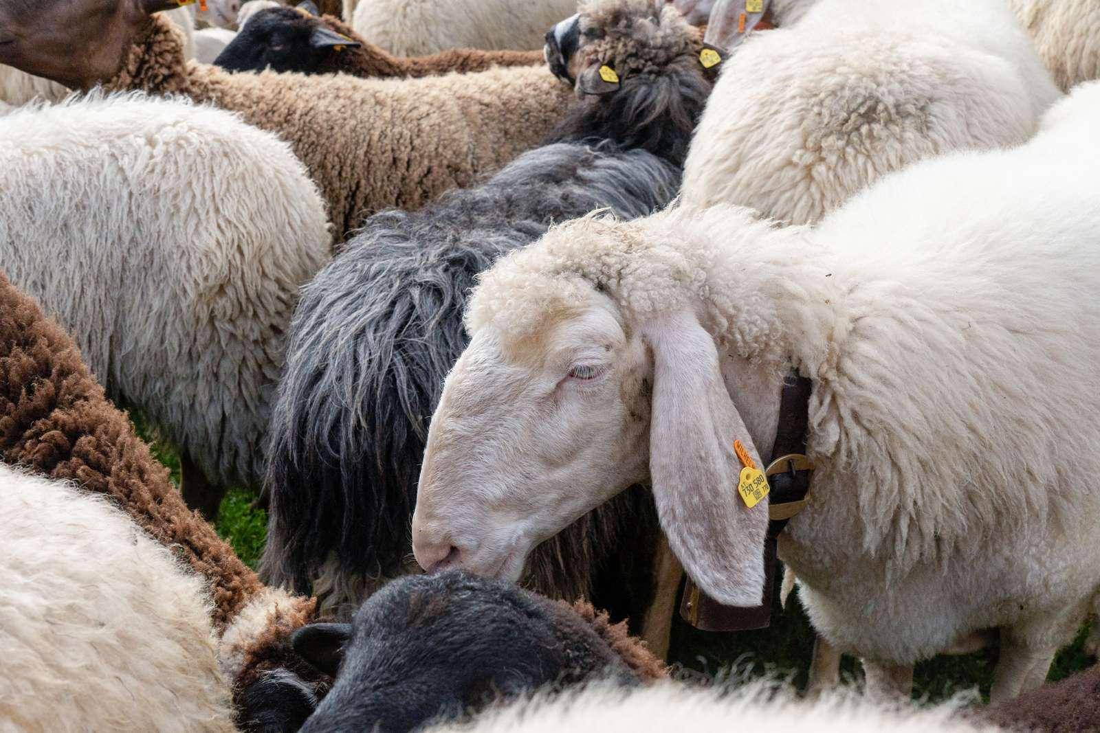Almabtrieb & Schafschoad in Tirol – wenn der Almsommer zu Ende geht Symbolfoto