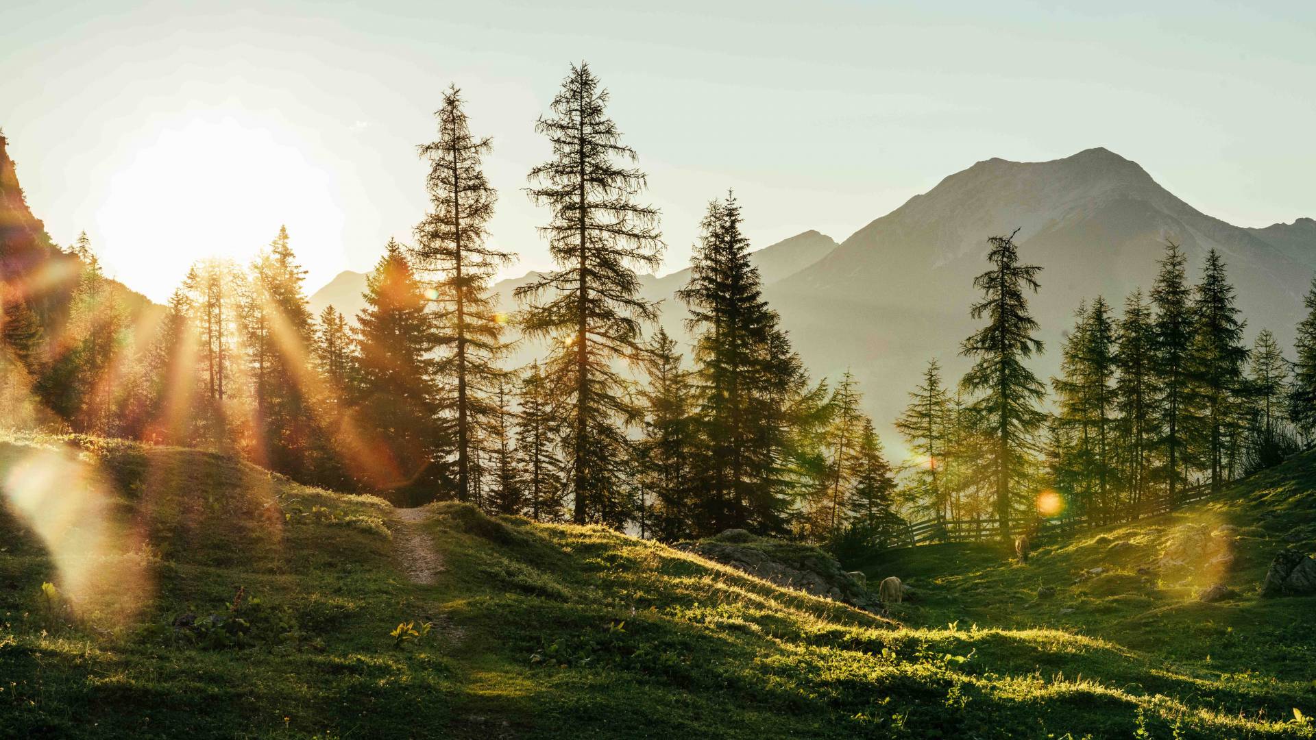Sonnenaufgang an einer Lichtung am Waldrand mit Bergblick im Zugspitzareal.