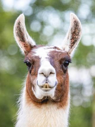 Little Adventures: Wo Kinderherzen im Takt der Natur schlagen Symbolfoto