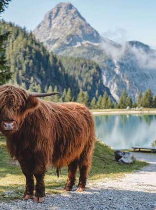 Coolcation in der Tiroler Zugspitz Arena –  unvergessliche Urlaubstage mit dem Z-Ticket Symbolfoto